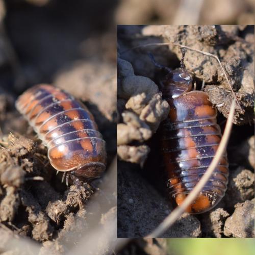 Glomeris connexa